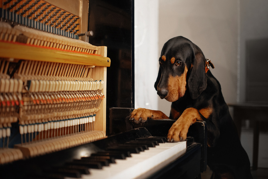 coonhound dog posing indoors with a piano